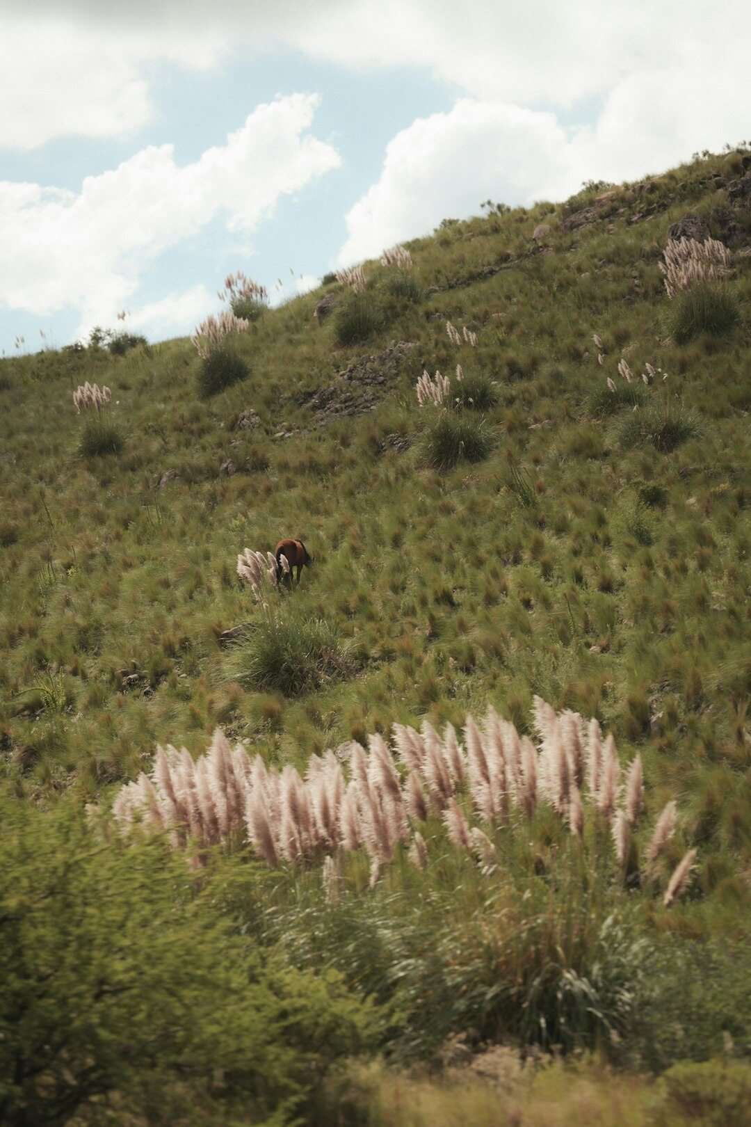 gaucho riding horse in pampas