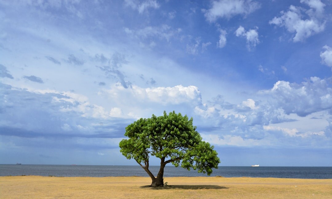 uruguayan family tree